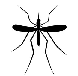 mosquito